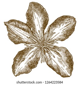 Vector antique engraving drawing illustration of Clematis Lady Betty Balfour isolated on white background