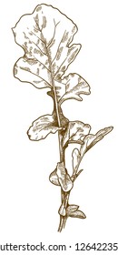 Vector antique engraving drawing illustration of arugula rocket salad isolated on white background