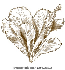 Vector antique engraving drawing illustration of lettuce salad isolated on white background