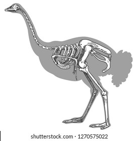Vector antique engraving drawing illustration of ostrich skeleton isolated on white background