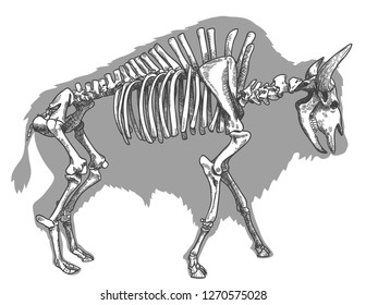 Vector antique engraving drawing illustration of bison skeleton isolated on white background