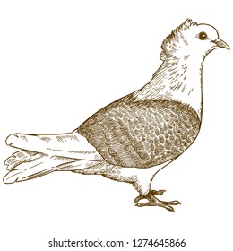 Vector antique engraving drawing illustration of pigeon or dove bird isolated on white background