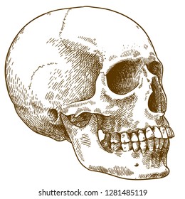 Vector antique engraving drawing illustration of human skull isolated on white background