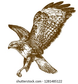 flying hawk drawings
