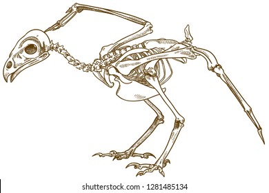 Vector antique engraving drawing illustration of buzzard bird skeleton isolated on white background