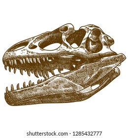 Vector antique engraving drawing illustration of tyrannosaurus T rex skull isolated on white background