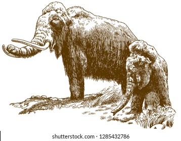 Vector antique engraving drawing illustration of two woolly mammoths isolated on white background