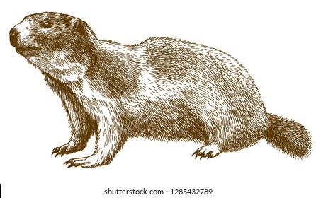 Vector antique engraving drawing illustration of alpine marmot isolated on white background