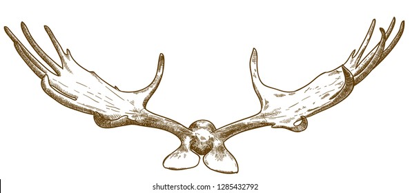 Vector antique engraving drawing illustration of megaloceros antlers isolated on white background