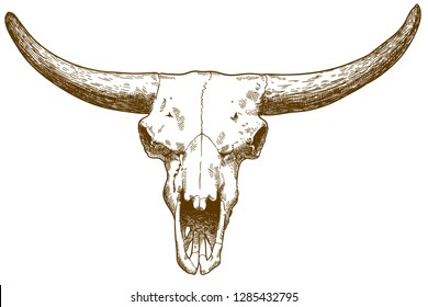 Vector antique engraving drawing illustration of steppe bison skull isolated on white background