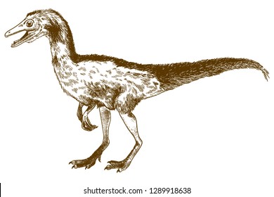 Vector antique engraving drawing illustration of compsognathus longipes isolated on white background