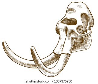 Vector antique engraving drawing illustration of mammoth or elephant skull isolated on white background