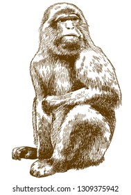 Vector antique engraving drawing illustration of barbary macaque (Macaca sylvanus) isolated on white background