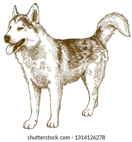 Vector antique engraving drawing illustration of husky dog isolated on white background