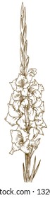 Vector antique engraving drawing illustration of gladiolus flower isolated on white background