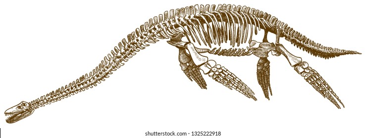 Vector antique engraving drawing illustration of dinosaur plesiosaurus skeleton isolated on white background