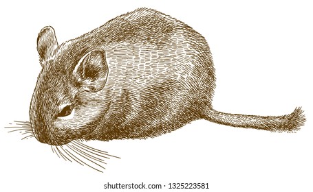 Vector antique engraving drawing illustration of degu or Octodon degus isolated on white background