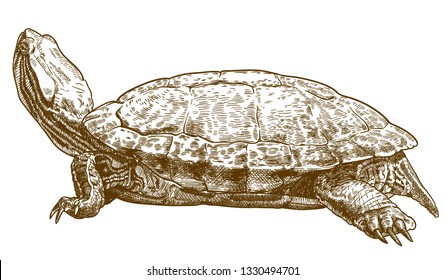 Vector antique engraving drawing illustration of pond slider turtle or red-eared slider isolated on white background