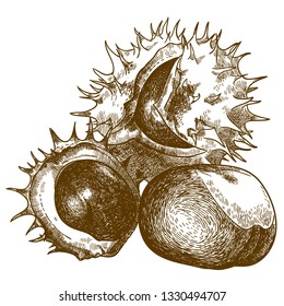 Vector antique engraving drawing illustration of three chestnut isolated on white background