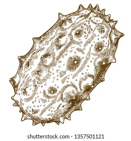 Vector antique engraving drawing illustration of horned melon or kiwano isolated on white background