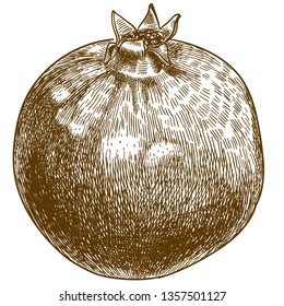 Vector antique engraving drawing illustration of pomegranate or punica granatum isolated on white background