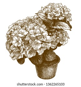 Vector antique engraving drawing illustration of hydrangea macrophylla isolated on white background