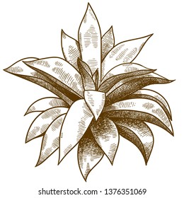 Vector antique engraving drawing illustration of echeveria or succulent isolated on white background