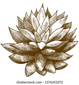 Vector antique engraving drawing illustration of echeveria or succulent isolated on white background