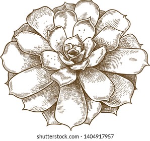 Vector antique engraving drawing illustration of echeveria lilacina or succulent isolated on white background