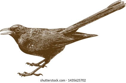 Vector antique engraving drawing illustration of blue whistling thrush isolated on white background