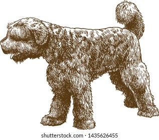 Vector antique engraving drawing illustration of portuguese water dog isolated on white background