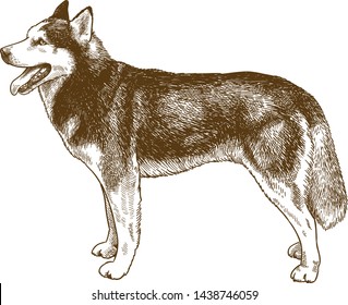 Vector antique engraving drawing illustration of husky dog isolated on white background