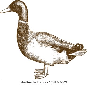 Vector antique engraving drawing illustration of mallard duck male drake isolated on white background