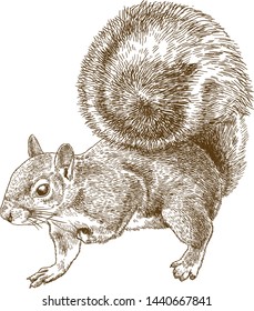 Vector antique engraving drawing illustration of eastern gray squirrel or American gray squirrel isolated on white background