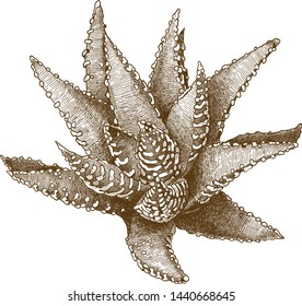 Vector antique engraving drawing illustration of aristaloe or guinea-fowl aloe or lace aloe isolated on white background