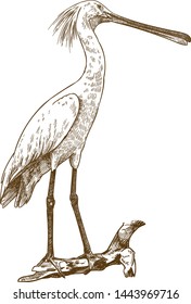 Vector antique engraving drawing illustration of eurasian spoonbill on white background