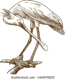 Vector antique engraving drawing illustration of eurasian spoonbill on white background