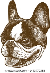 Vector antiguo grabado dibujo ilustración de la cabeza del bulldog francés aislado sobre fondo blanco