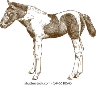 Vector antique engraving drawing illustration of  horse or pony foal isolated on white background