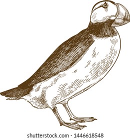 Vector antique engraving drawing illustration of horned puffin bird isolated on white background