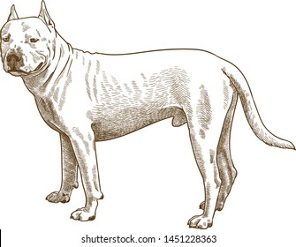 Vector antique engraving drawing illustration of pitbull isolated on white background