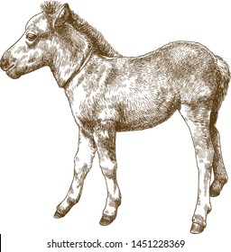 Vector antique engraving drawing illustration of pony or horse foal or equus ferus caballus isolated on white background