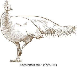 Vector antique engraving drawing illustration of albino peafowl or white peacock isolated on white background