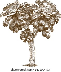 Vector antique engraving drawing illustration of aeonium succulent isolated on white background