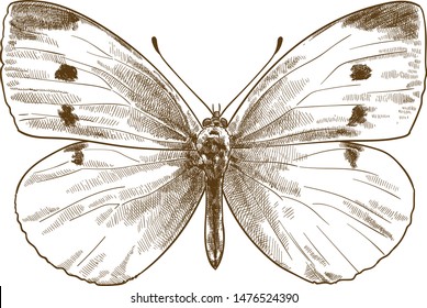 Vector antique engraving drawing illustration of small white butterfly or pieris rapae or small cabbage white isolated on white background