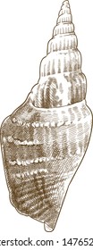 Vector antique engraving drawing illustration of strombus listeri seashells or mirabilistrombus listeri isolated on white background