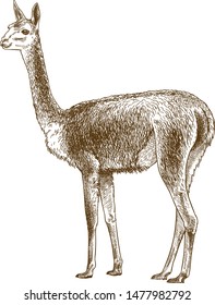 Vector antique engraving drawing illustration of vicuna lama or Vicugna vicugna isolated on white background