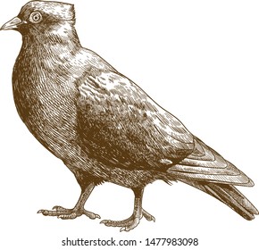 Vector antique engraving drawing illustration of dove bird isolated on white background