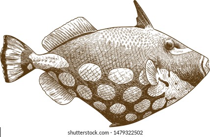 Vector antique engraving drawing illustration of clown triggerfish isolated on white background