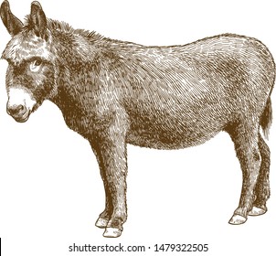 Vector antique engraving drawing illustration of burro donkey isolated on white background